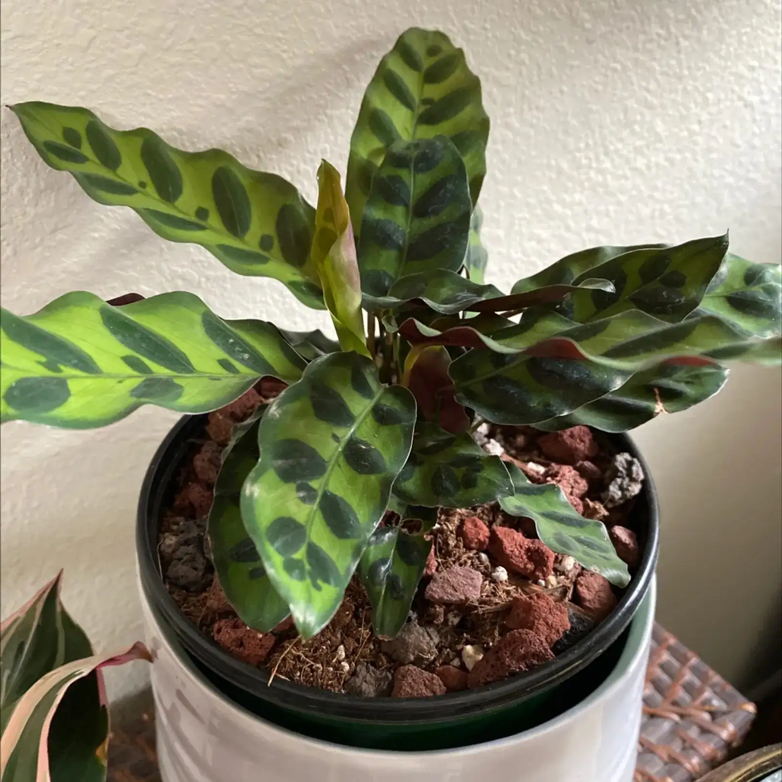 rattlesnake plant watering hands pot