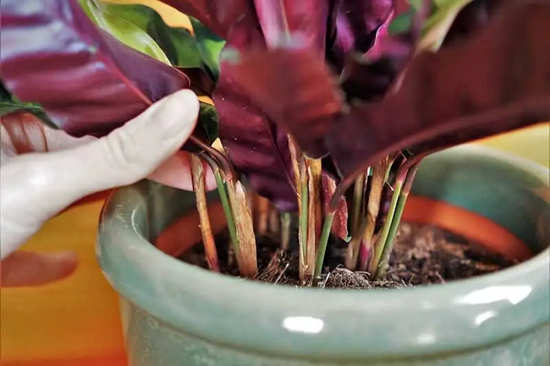 rattlesnake plant division roots repotting