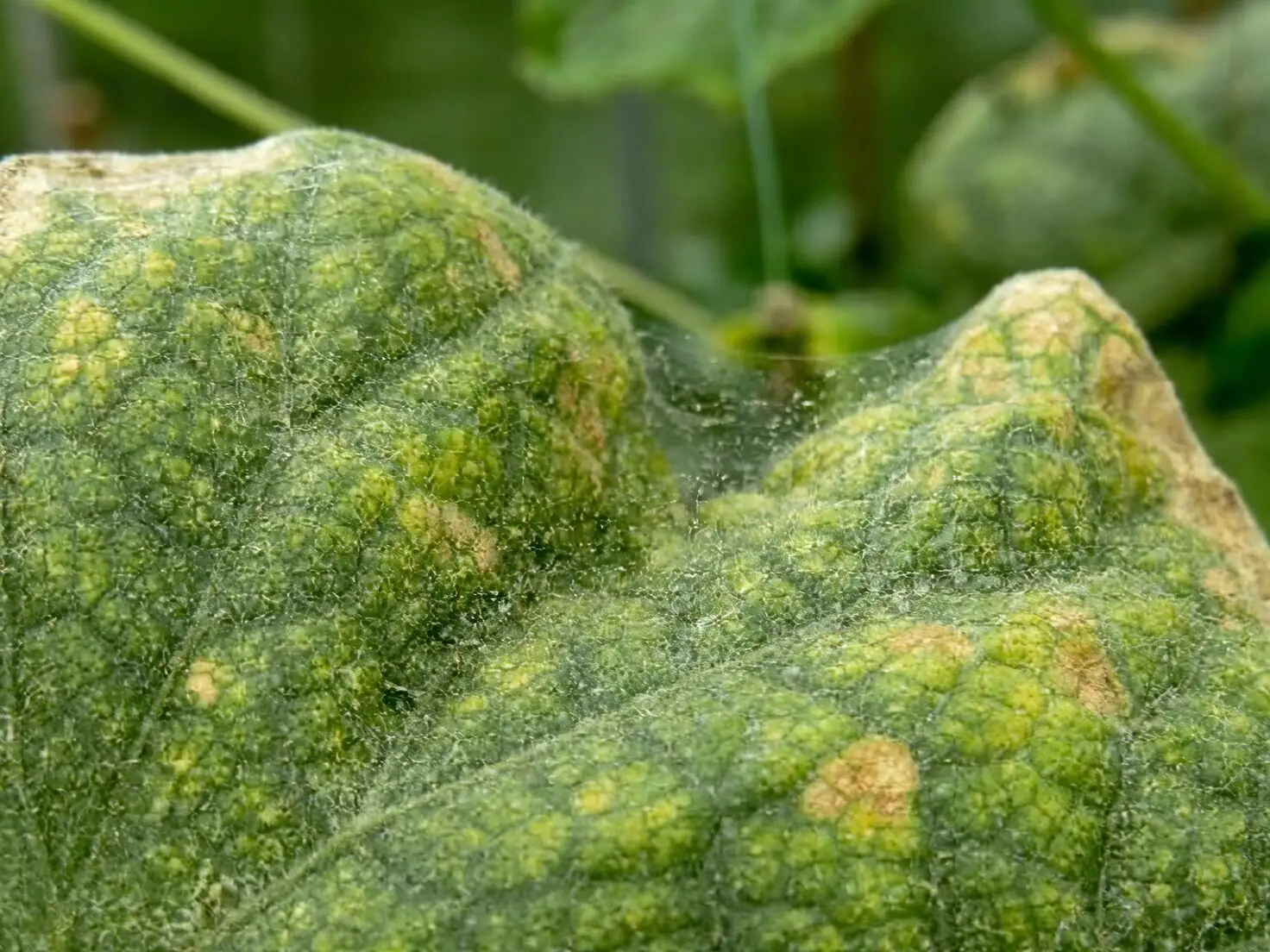 rattlesnake plant spider mites webbing