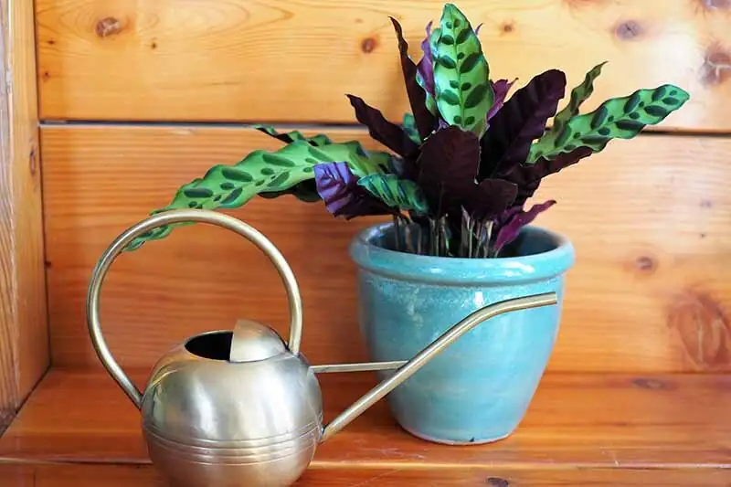 rattlesnake plant watering can drainage