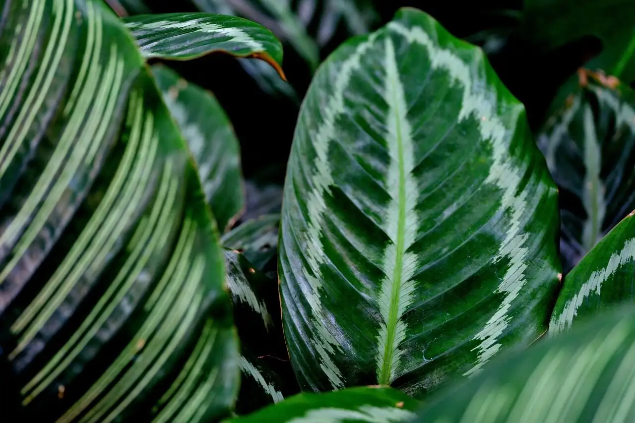 When Calatheas Changed Their Stripes: How Goeppertia insignis Got Its New Name