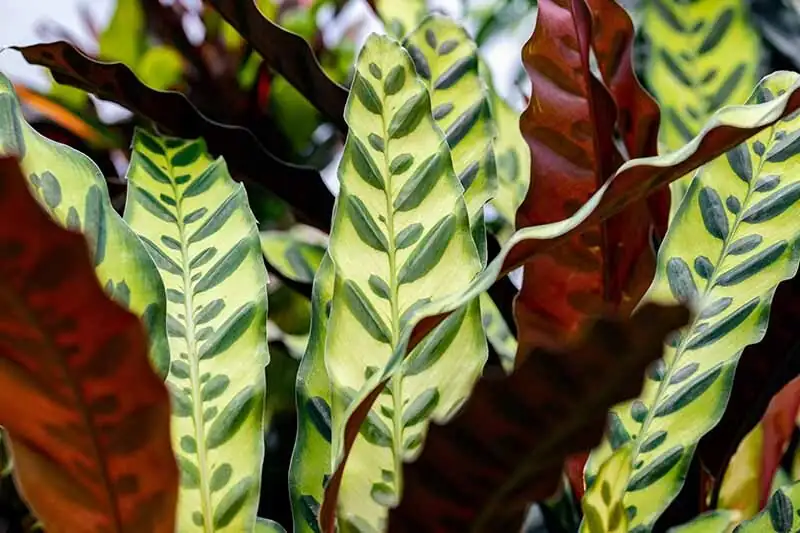 goeppertia insignis leaf close-up burgundy