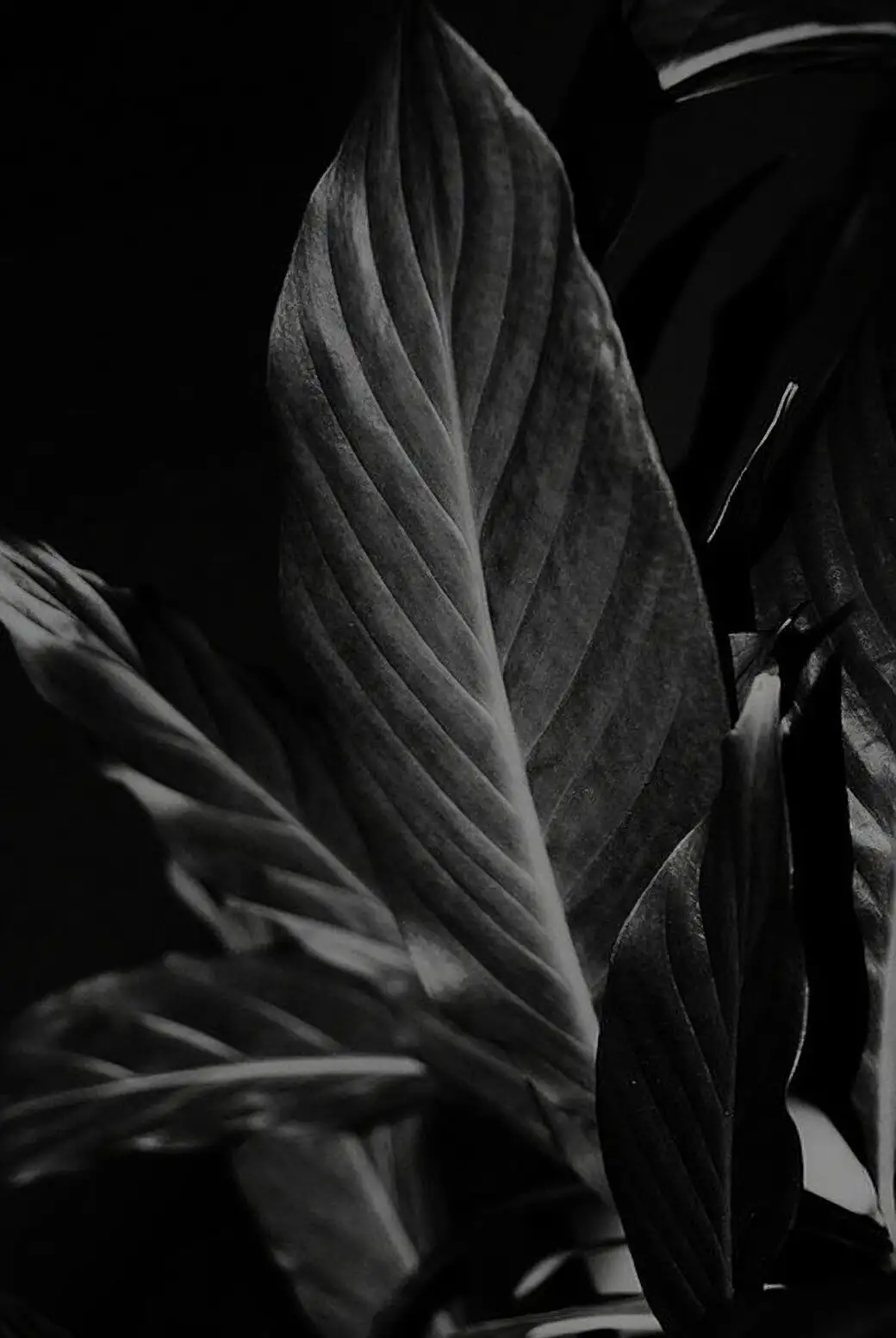 goeppertia insignis root division repotting