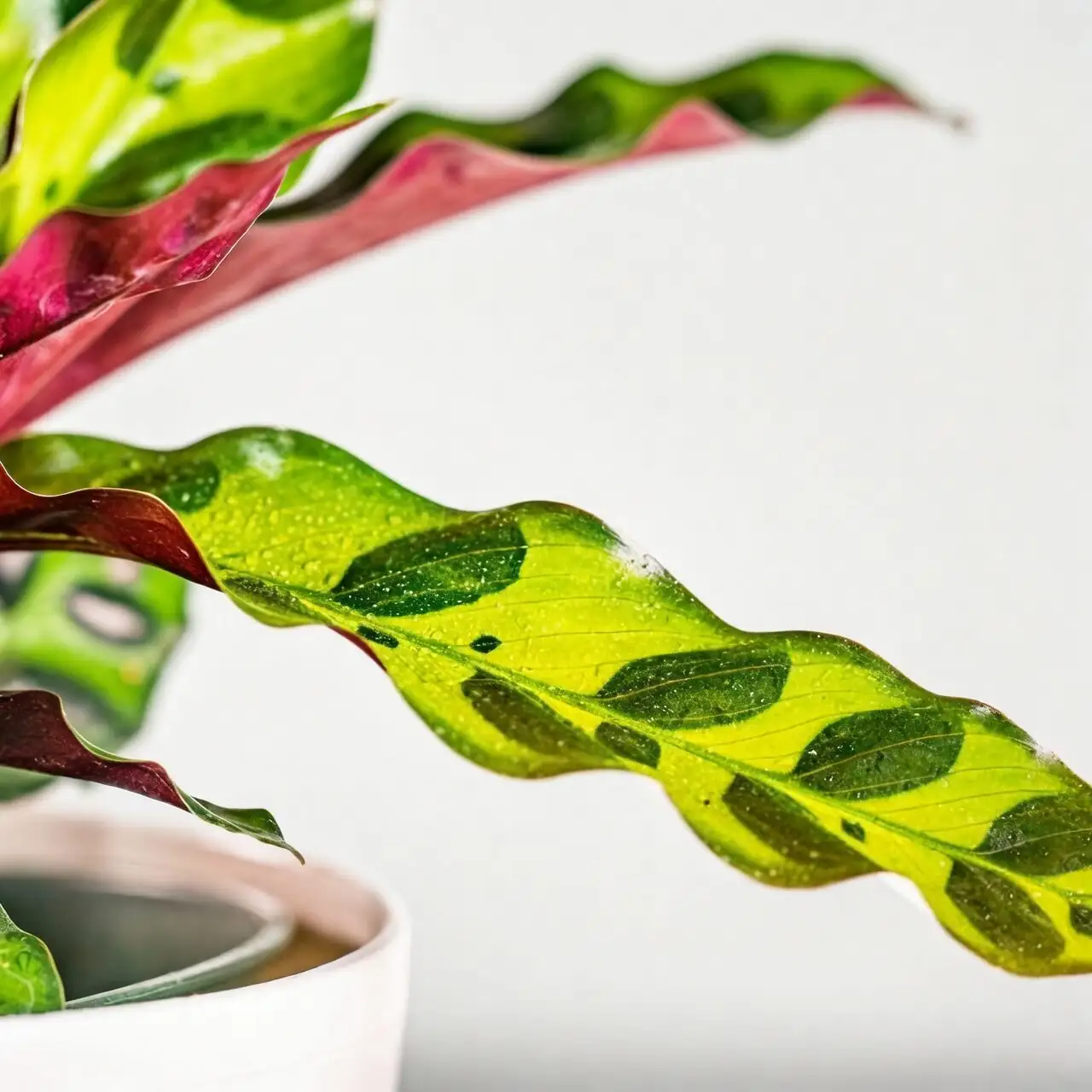 rattlesnake plant wavy leaf edge close-up