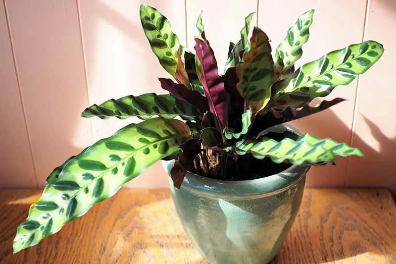rattlesnake plant burgundy underside backlight