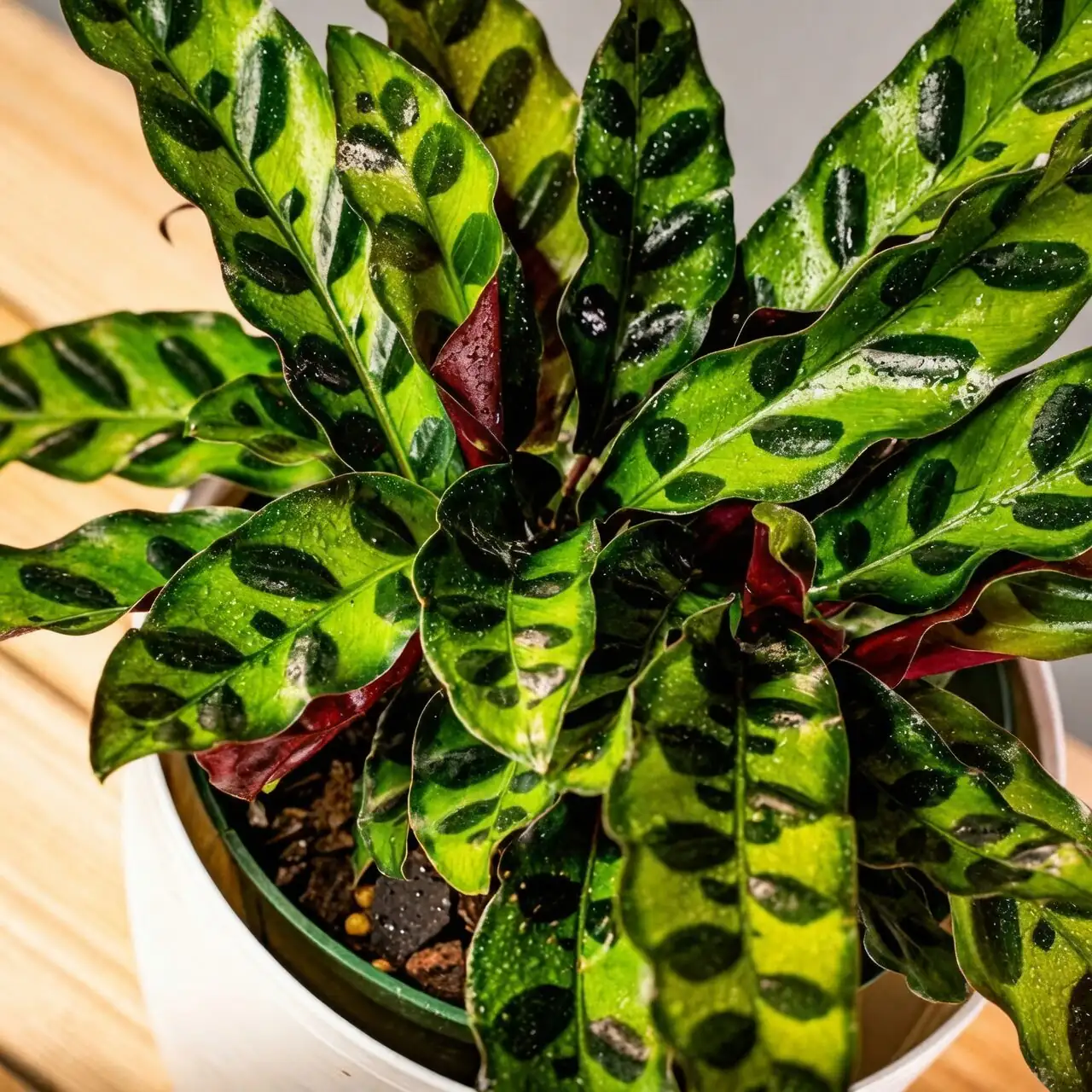 rattlesnake plant near north window