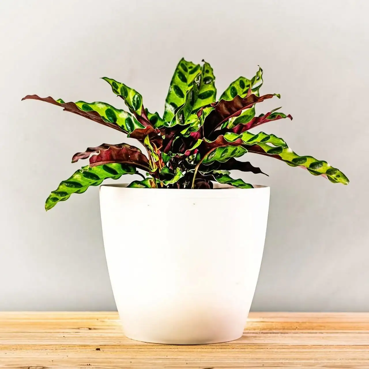 rattlesnake plant east window interior