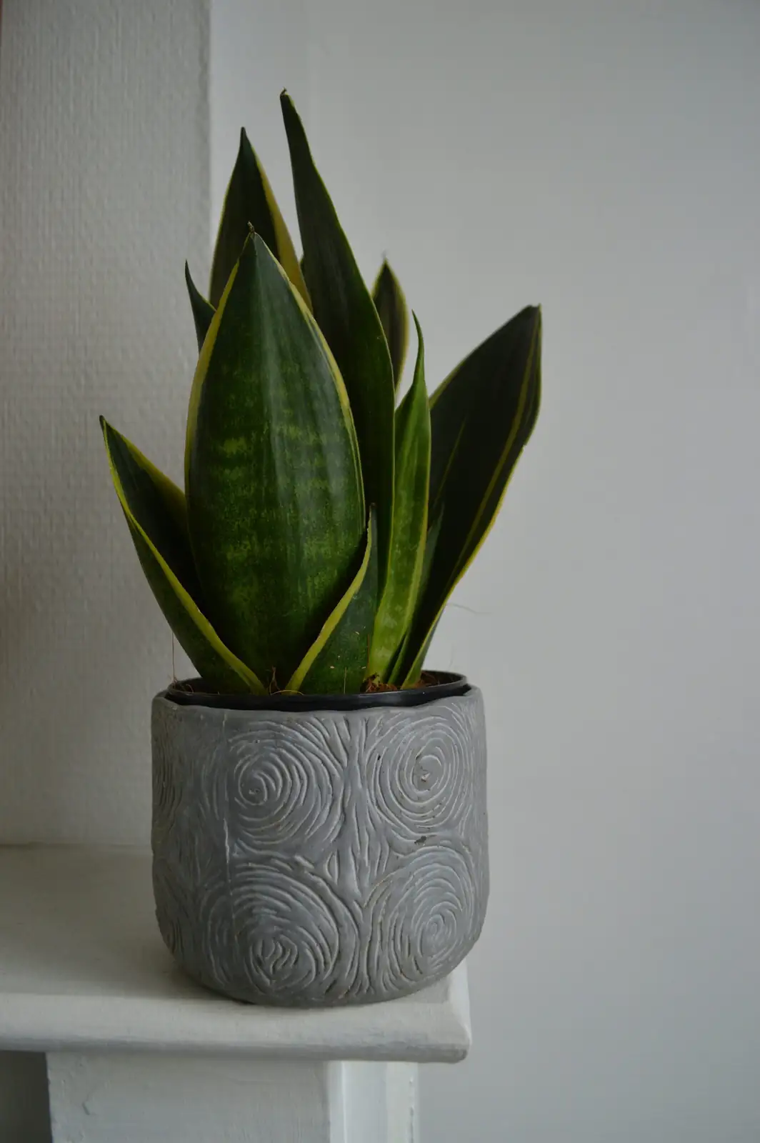 rattlesnake plant brass fixtures plum towels