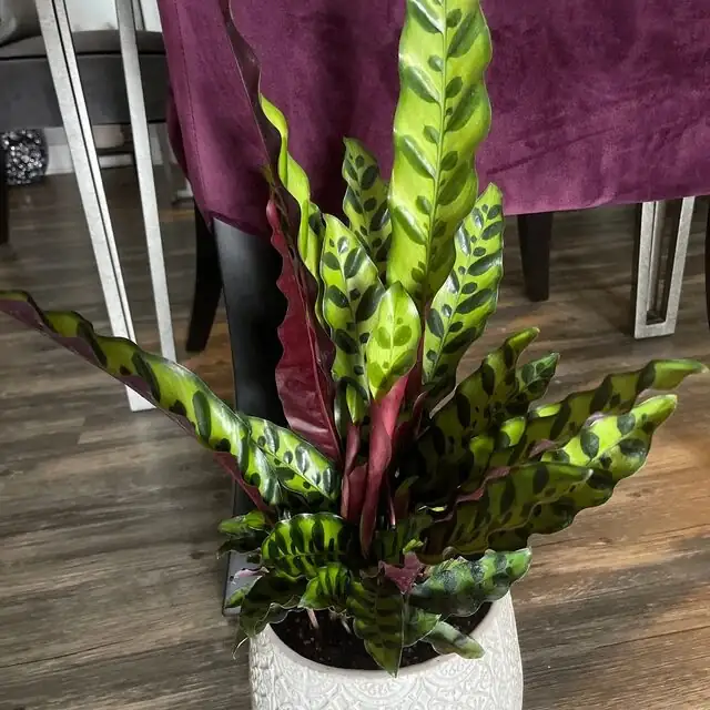 rattlesnake plant low shelf bathroom