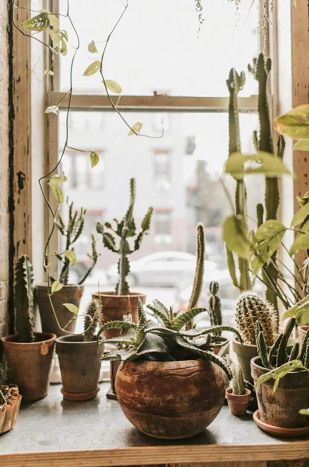 rattlesnake plant kitchen north window