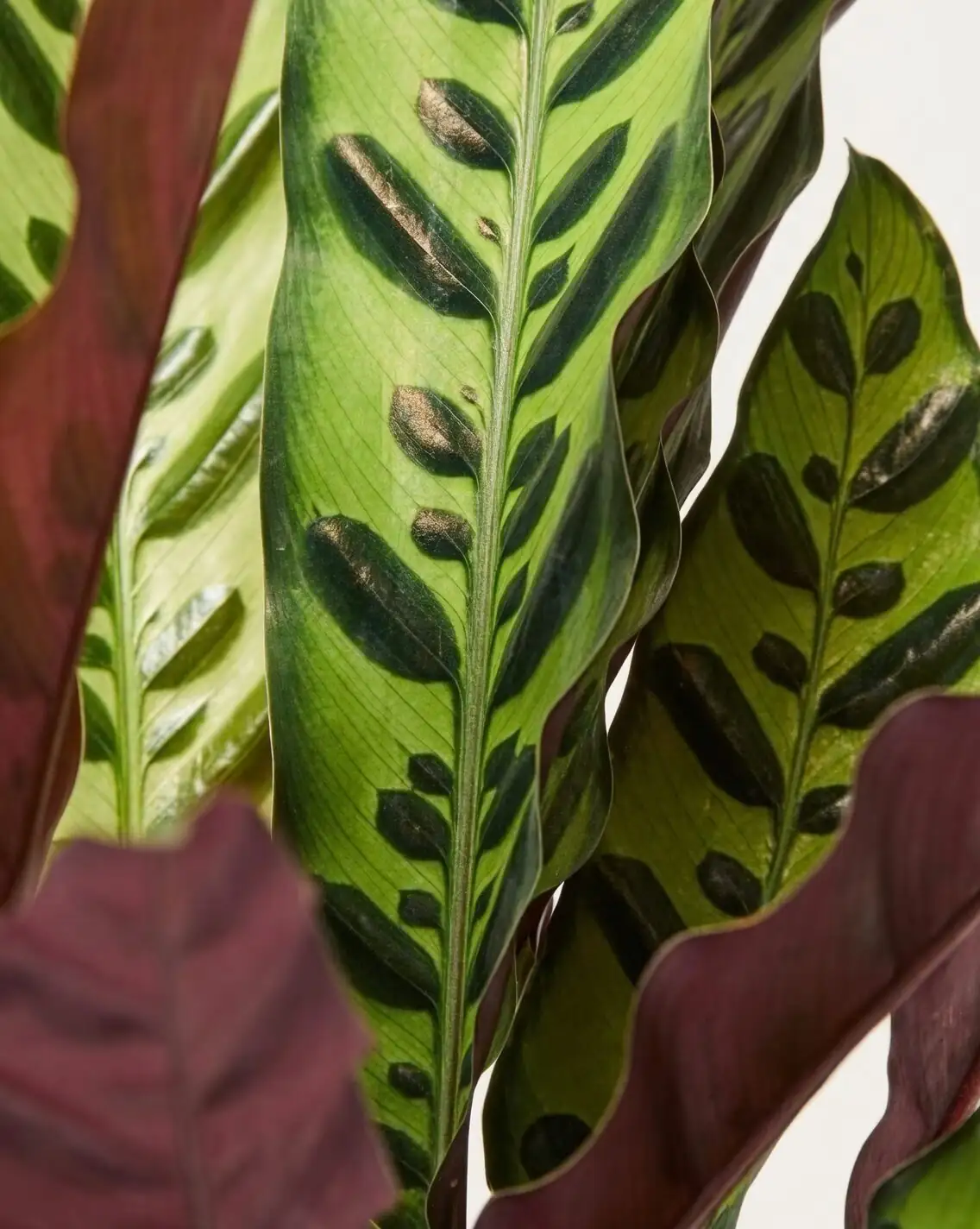 rattlesnake plant burgundy leaf underside close-up