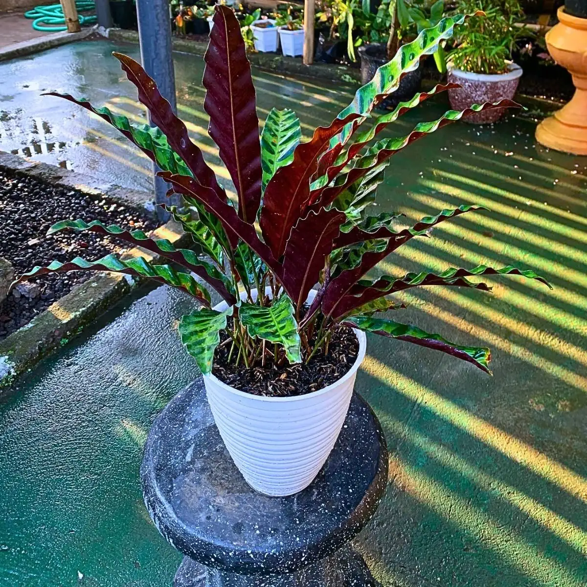 rattlesnake plant humidity dome setup