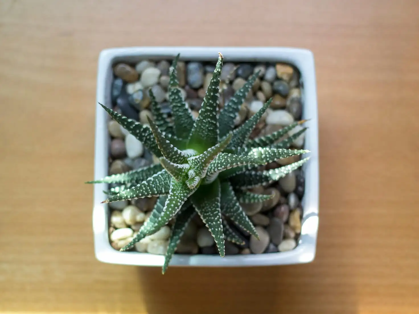 rattlesnake plant bathroom pebble tray