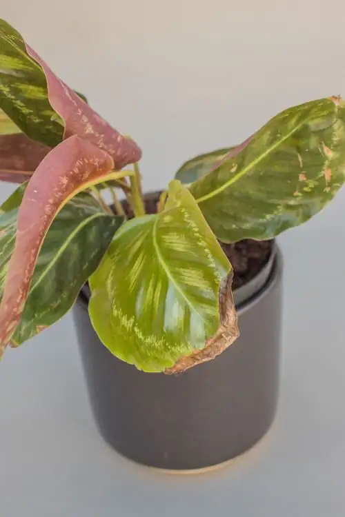 rattlesnake plant brown leaf tips close-up