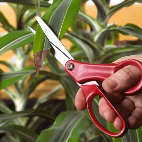 trimming rattlesnake plant brown tips scissors