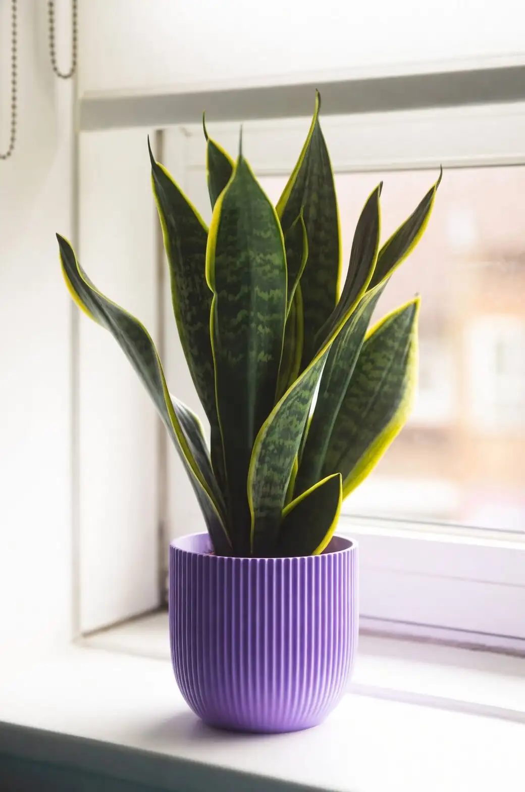 rattlesnake plant north window