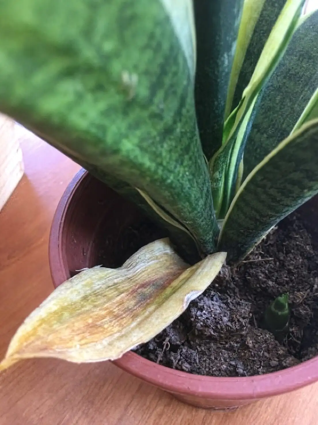 rattlesnake plant repotting hands