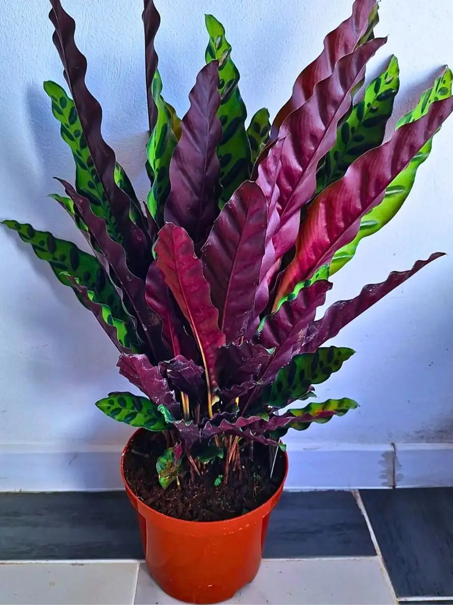 rattlesnake plant leaf underside pests