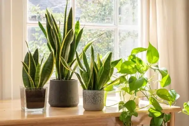 rattlesnake plant humidifier setup