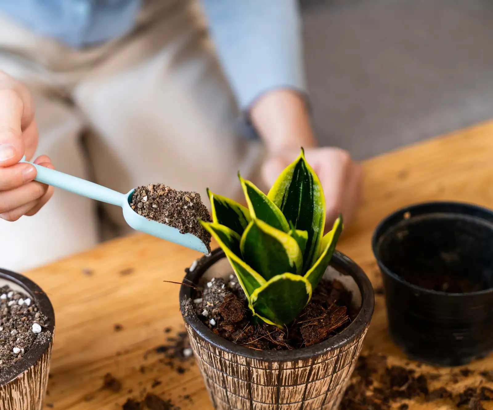 rattlesnake plant potting mix perlite