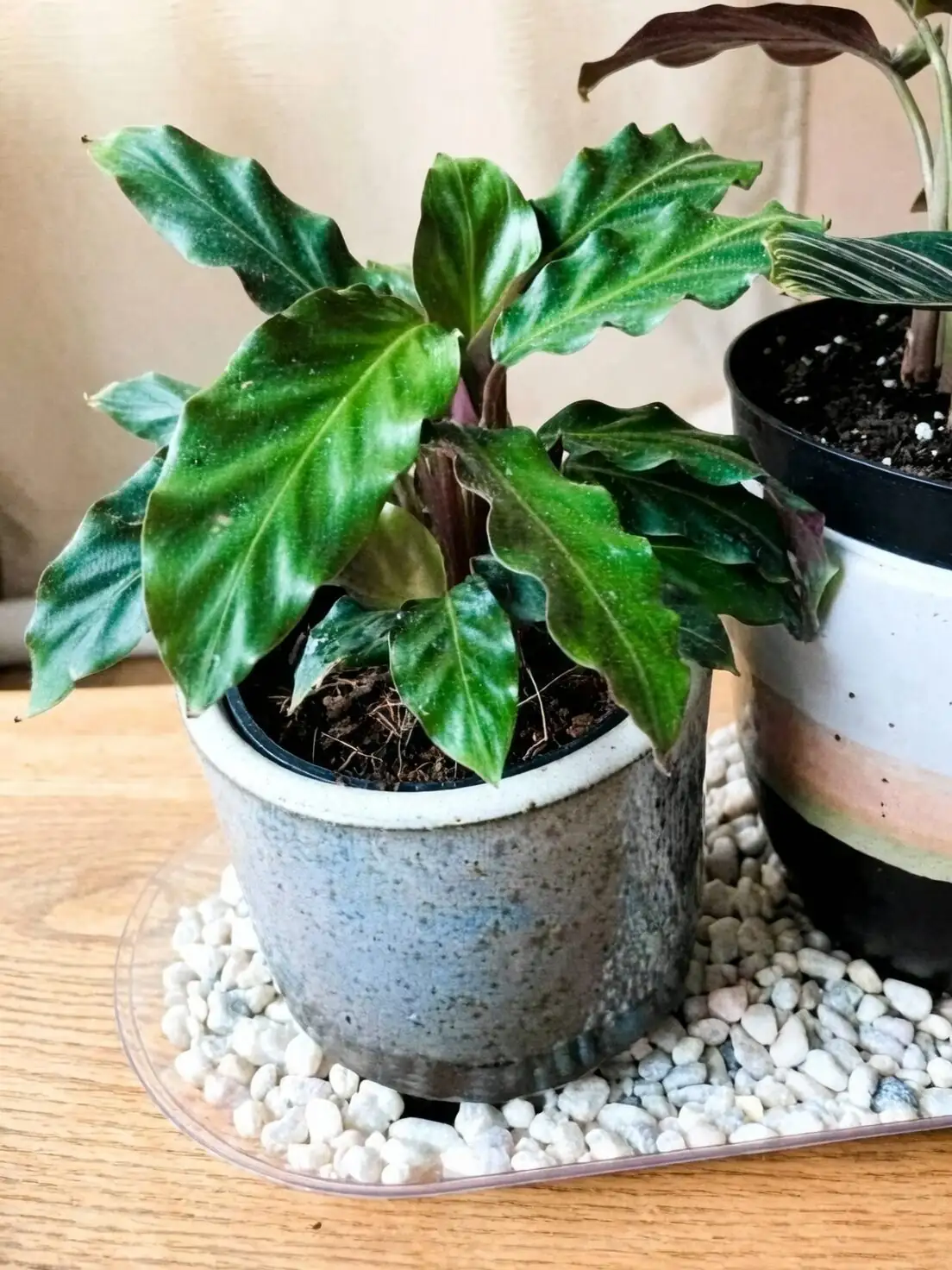calathea lancifolia pebble tray