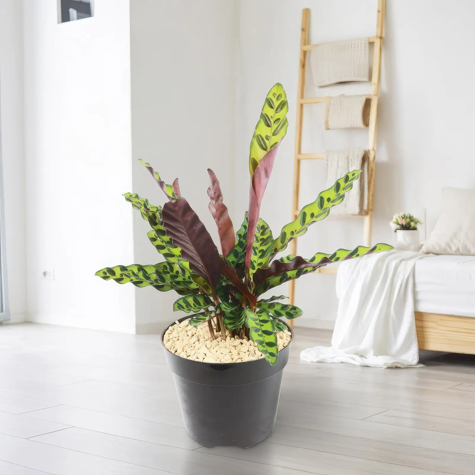 rattlesnake plant by bright window