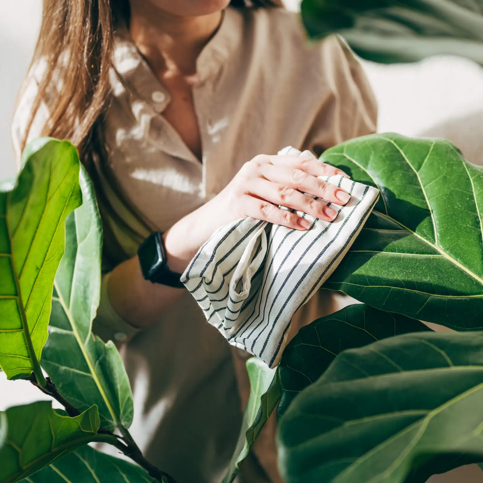 rattlesnake plant leaf wiping