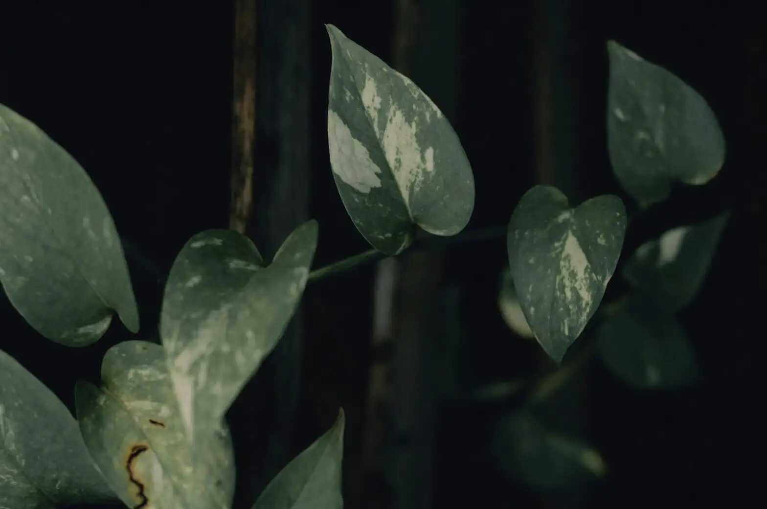 rattlesnake plant wavy leaves side light