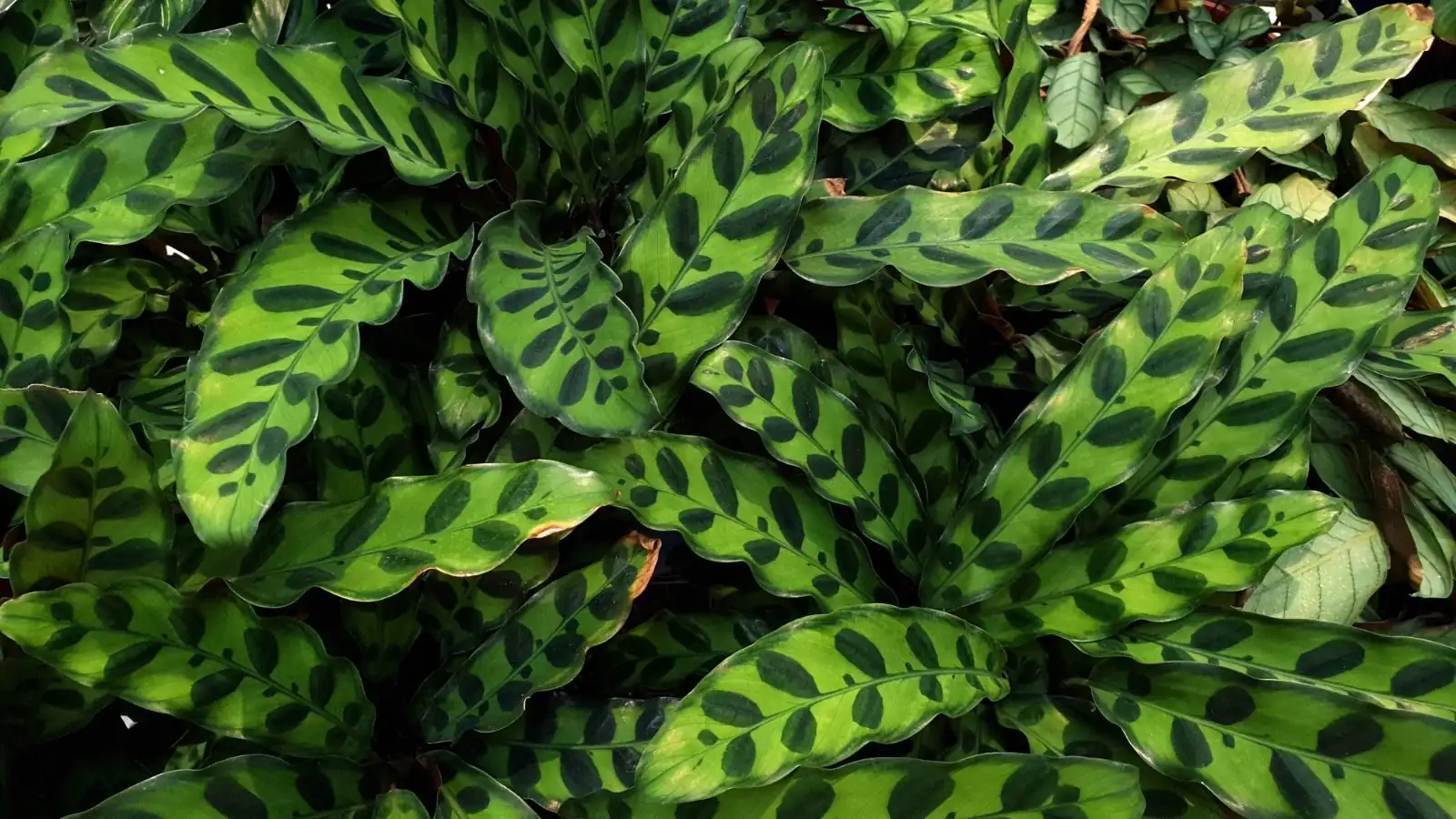 rattlesnake plant mist spray backlight