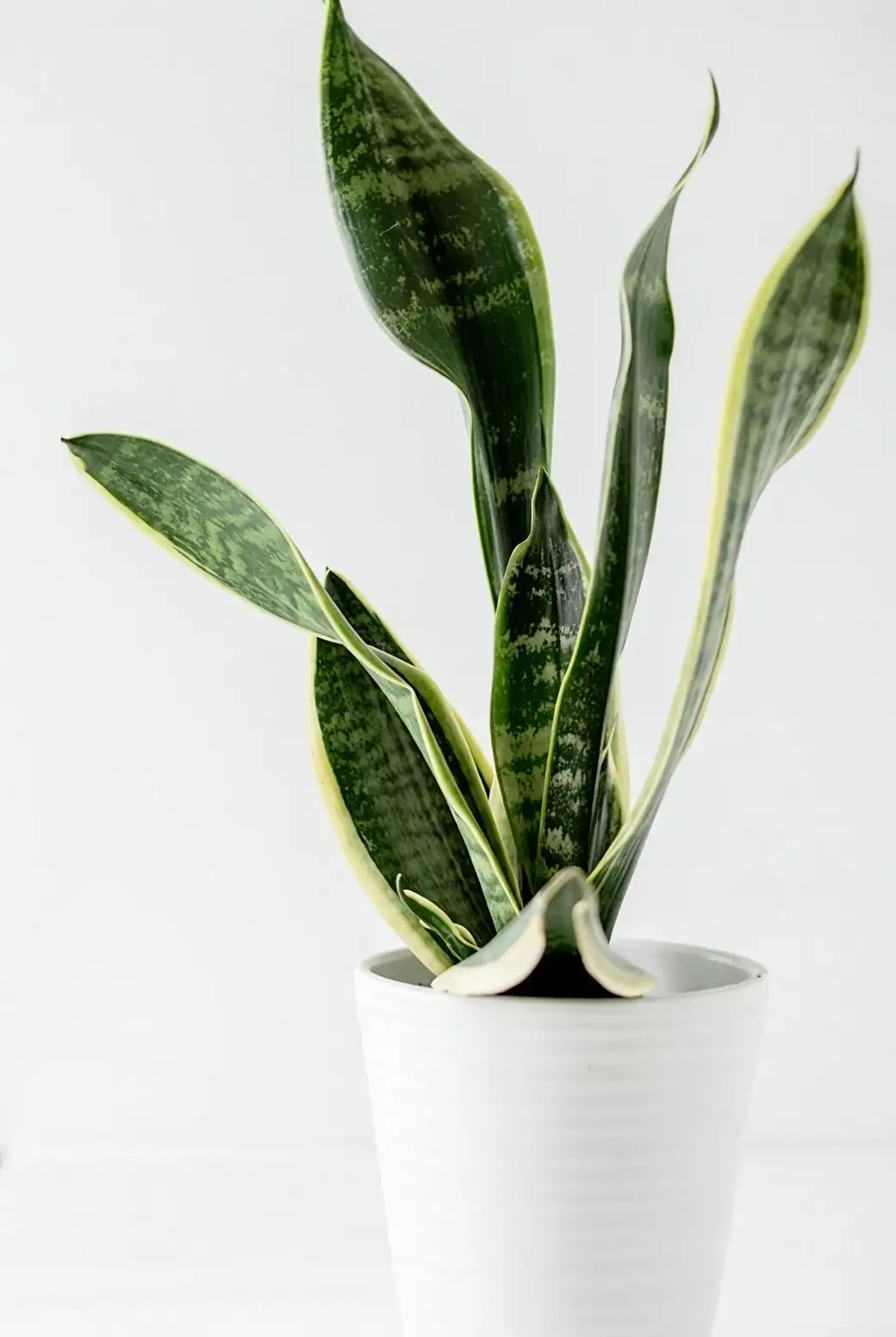 rattlesnake plant repotting soil