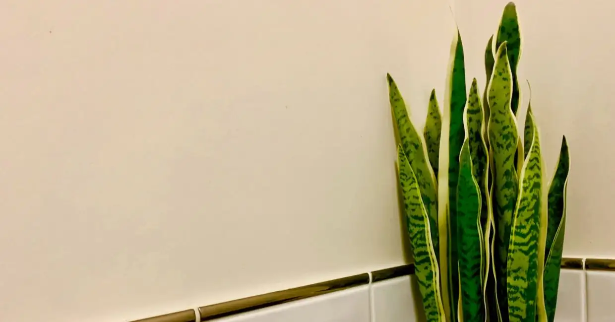 rattlesnake plant bathroom window