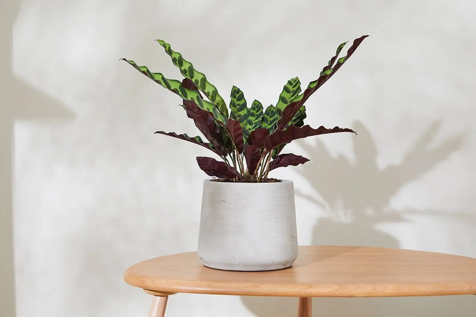 calathea lancifolia timelapse setup