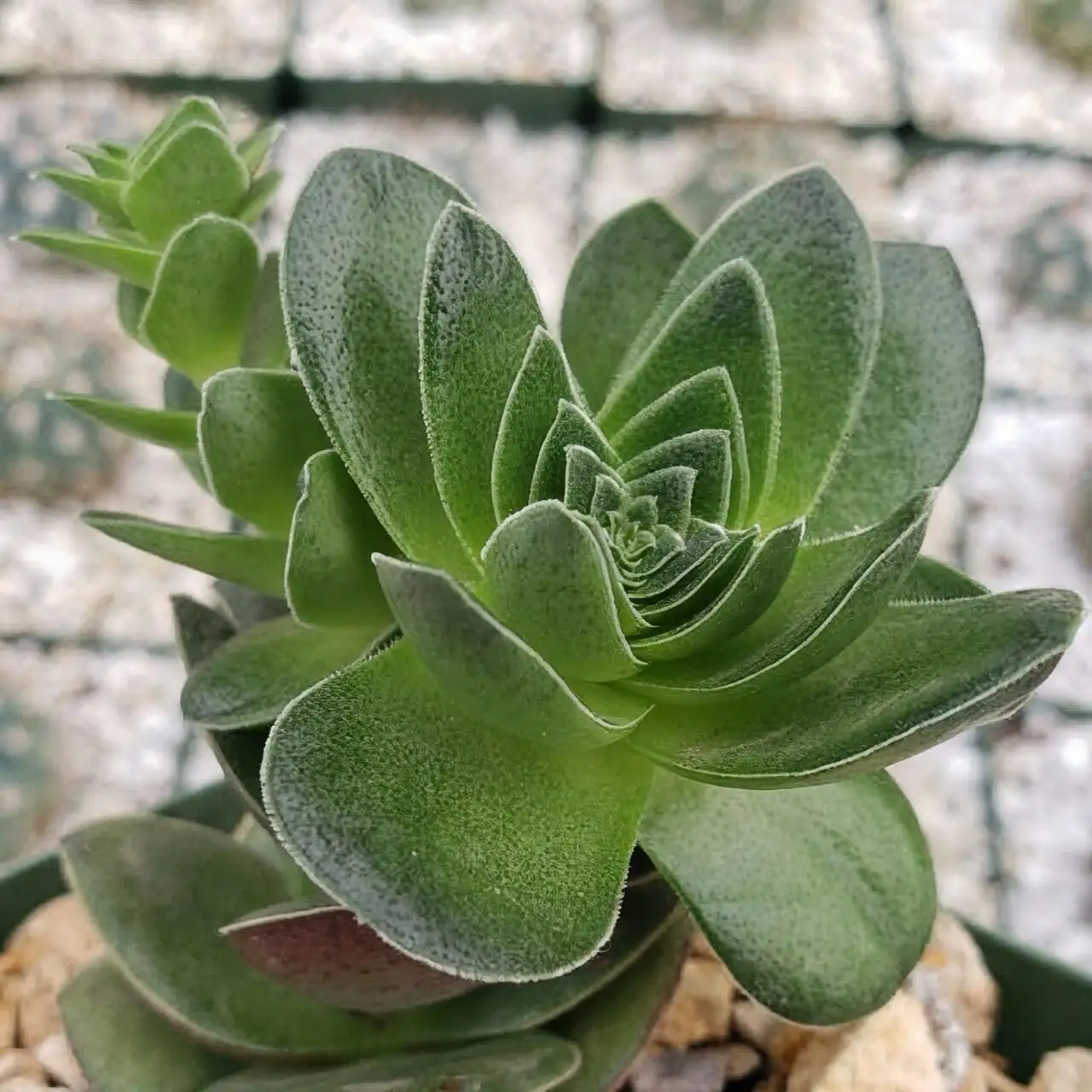 From Minty Green to Scorching Red: The Light-and-Temperature Cheat Sheet for Campfire Crassula