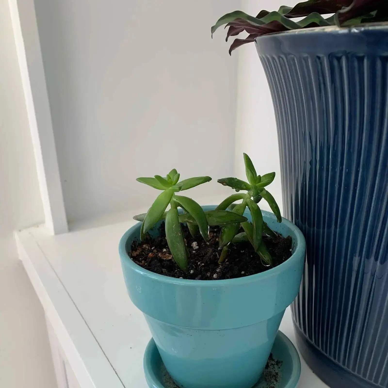 campfire crassula watering drainage pot