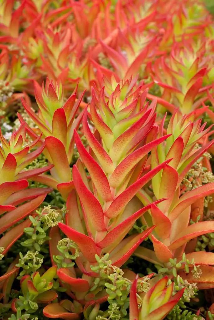 campfire crassula autumn red color