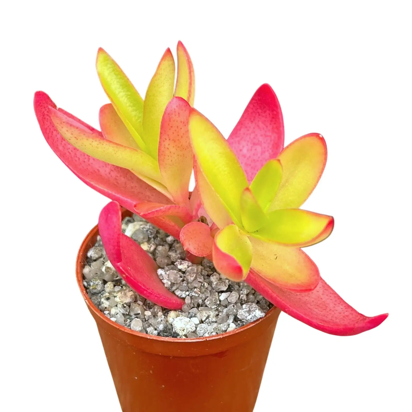 campfire crassula gritty soil mix
