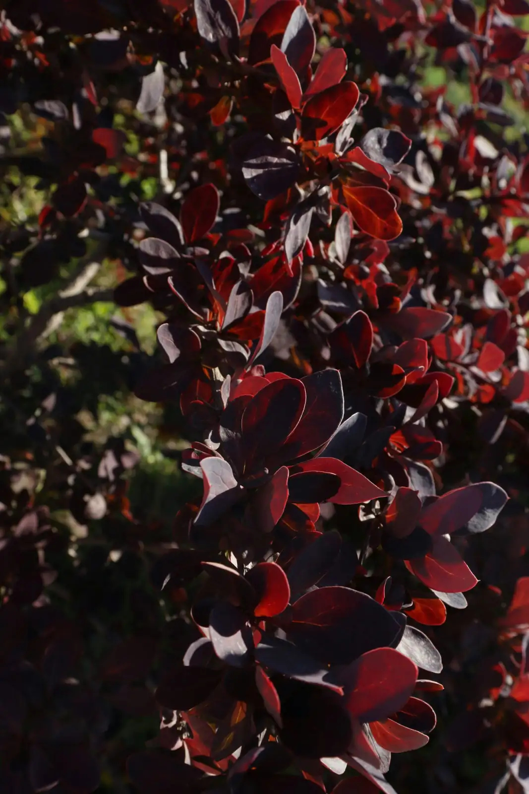Black Leaves, Whiteflies, Rust Spots—Your 10‑Minute Triage for a Fading Campfire