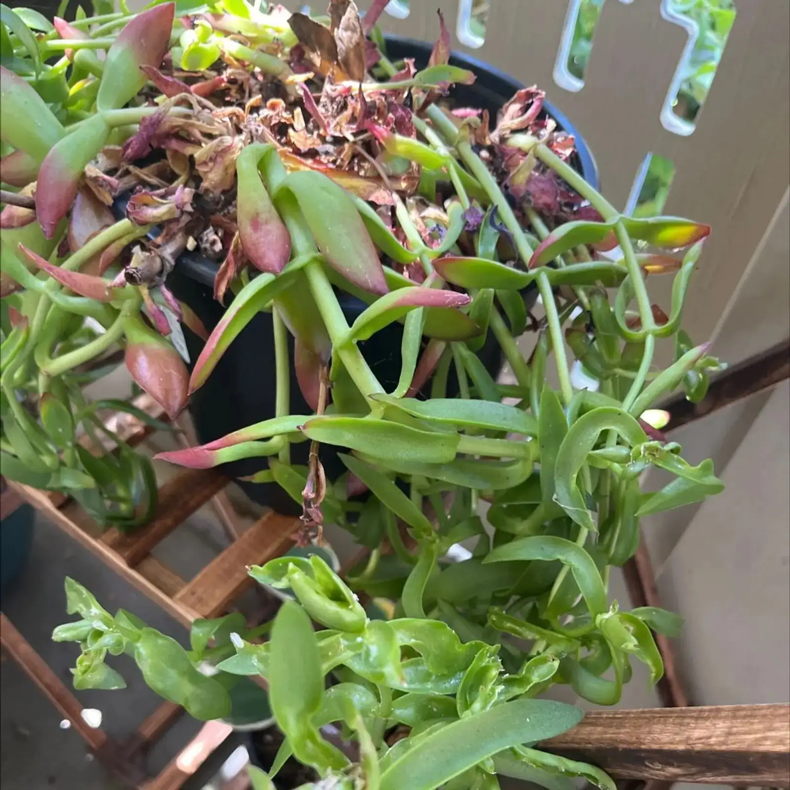 campfire crassula black mushy leaves