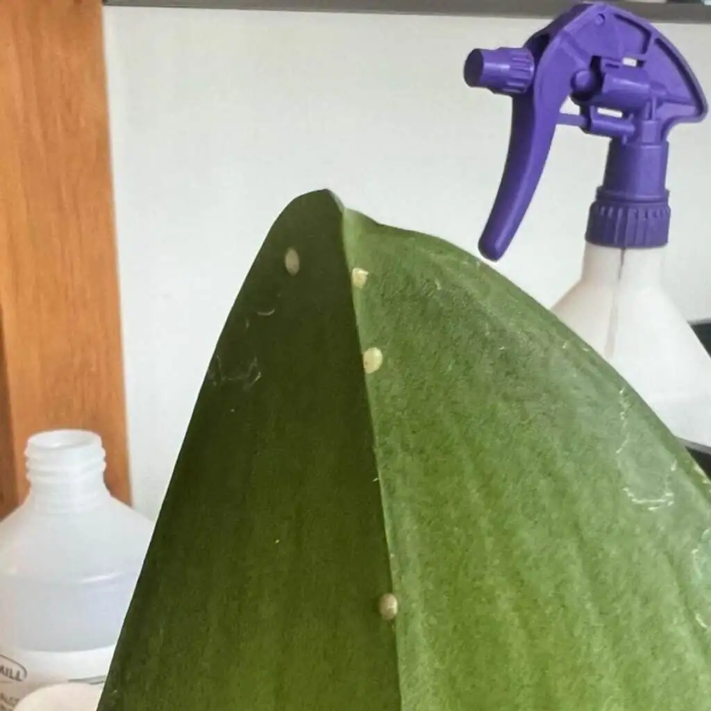 campfire crassula scale insects close-up