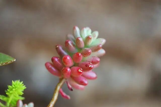 campfire crassula repotting gritty mix