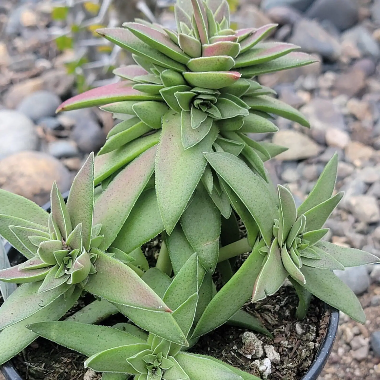 Crassula capitella rocky habitat South Africa