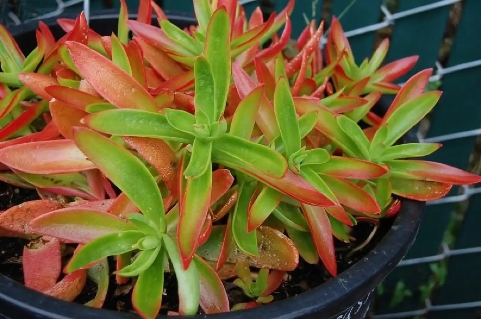 Campfire Crassula autumn red foliage
