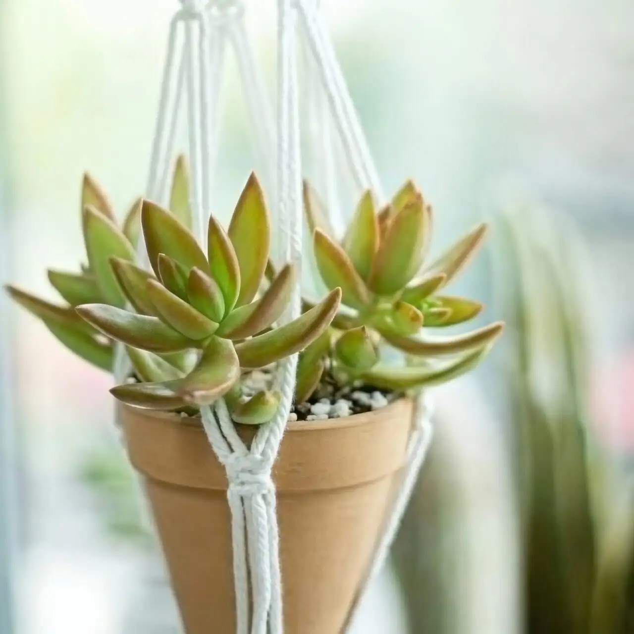 Campfire Crassula stem cuttings rooting