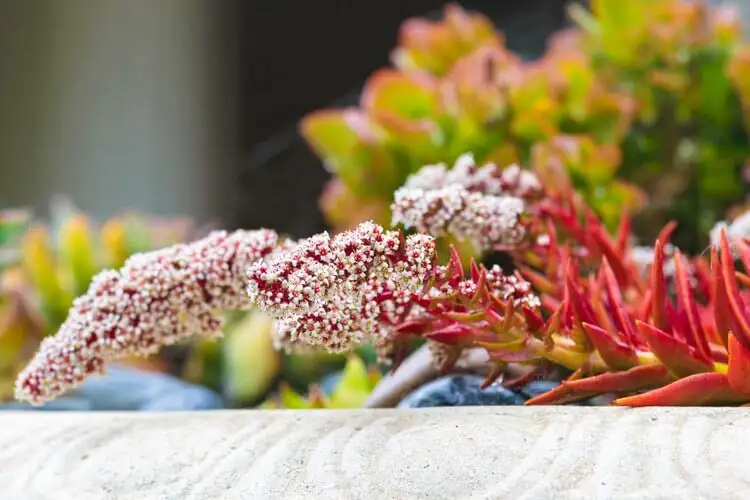 Campfire Crassula flowers close-up