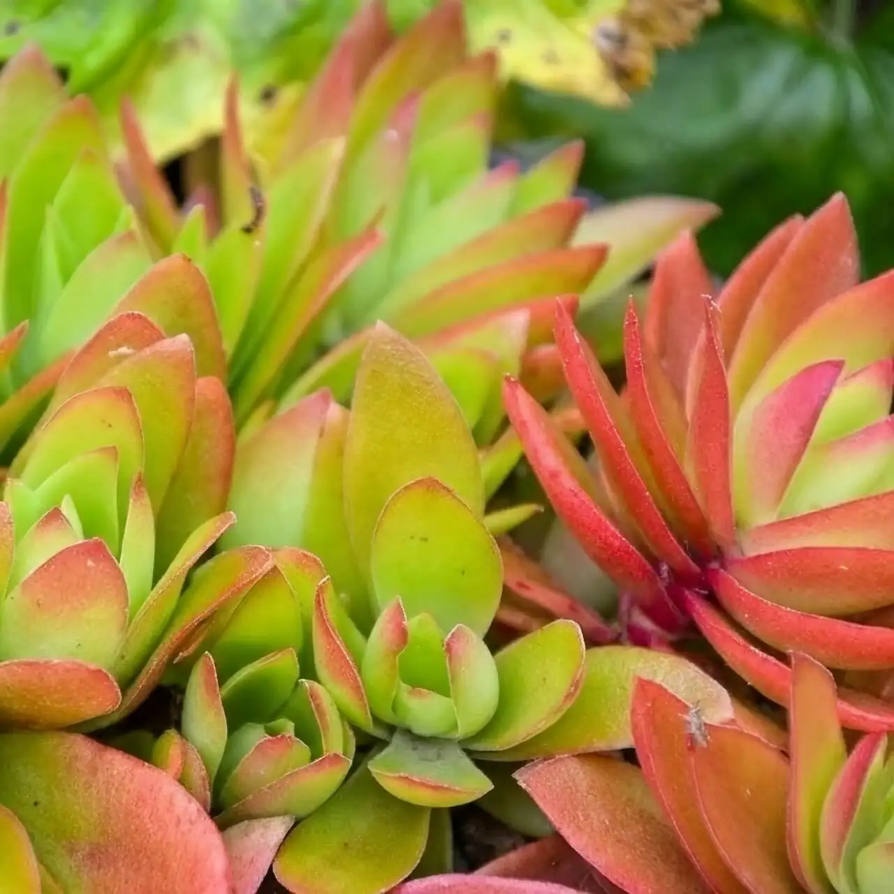 Why This Succulent Turns Red in Cold Weather: The Anthocyanin Survival Trick