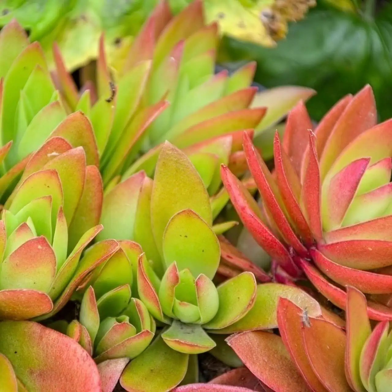 campfire crassula under grow light