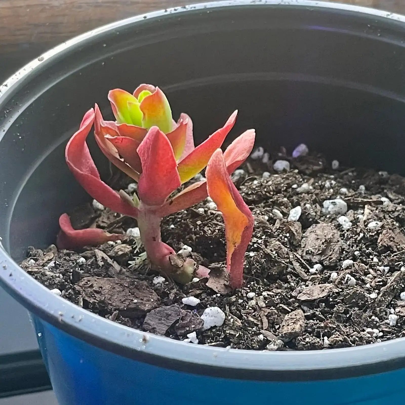 watering campfire crassula indoor pot