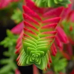 Fire, Fortune, and Feng Shui: The Flower Language of Campfire Crassula (and Where It Comes From)