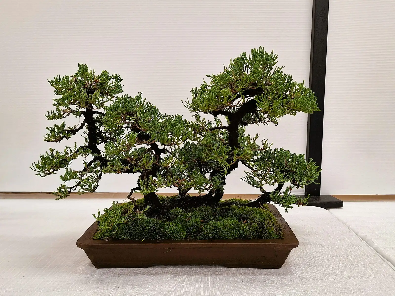 campfire crassula gold pot entryway