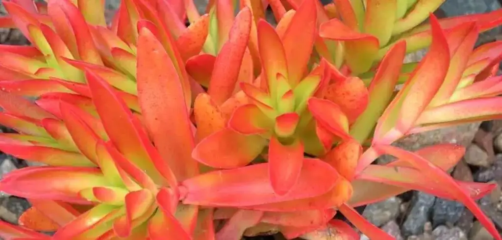 campfire crassula watering hands